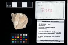 Foto (Objekt + Etikett) von Pithonoton sp.  (NHMW-GEO-2014-0194-0282)